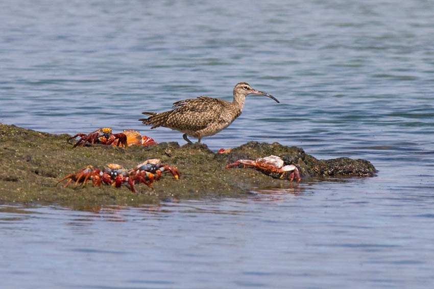 whimbrel