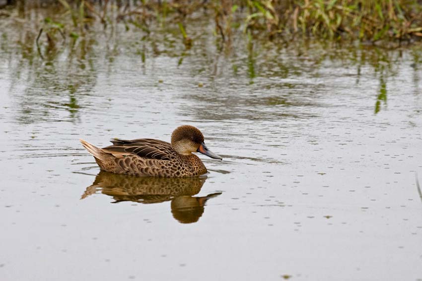 whitecheekedpintail1