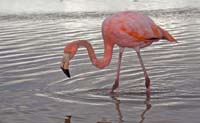 pinkflamingo1