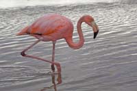 pinkflamingo2