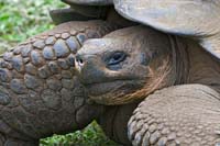 tortoise8