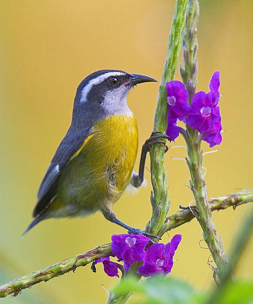 bananaquit.jpg