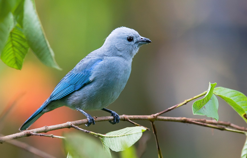 bluegraytanager2