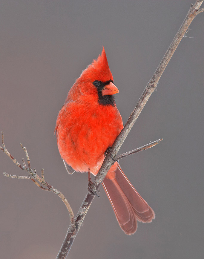 cardinal1