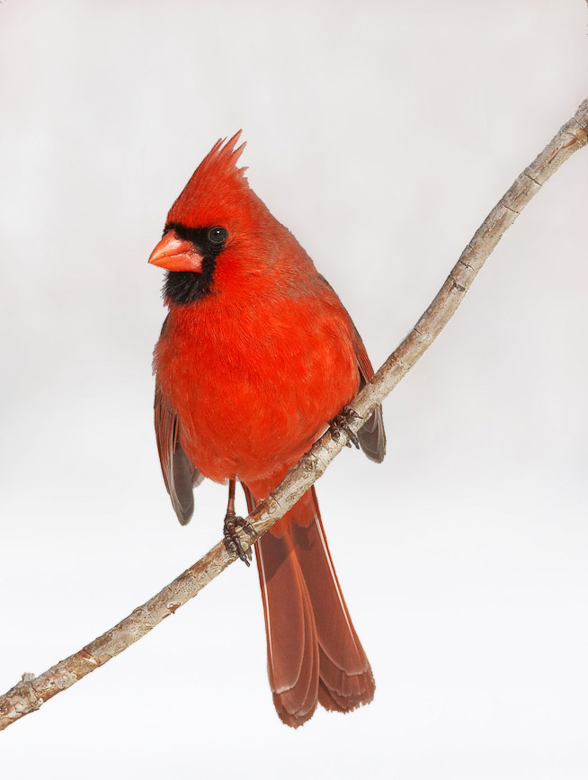 cardinal2a