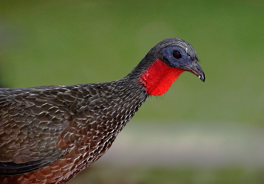 crestedguan3