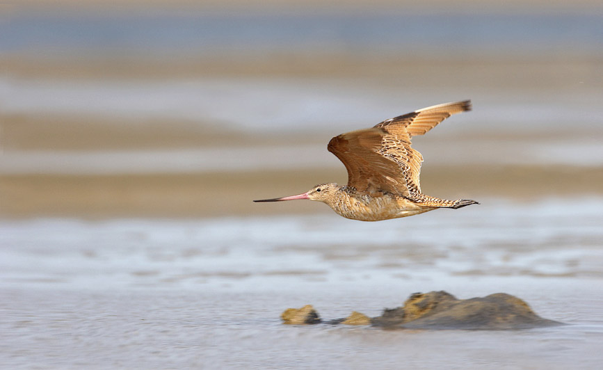 godwit07