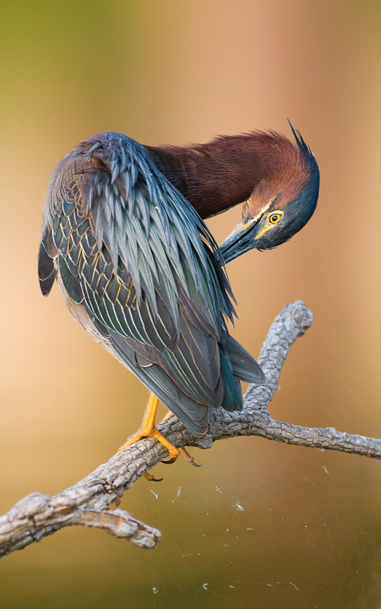 greenheron32