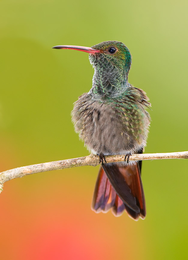 rufoustailedhummingbird3