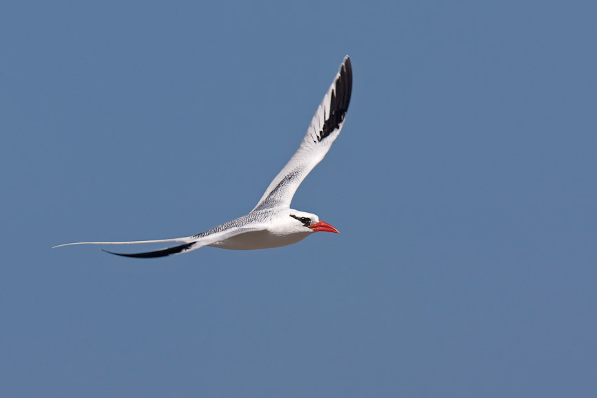 tropicbird8