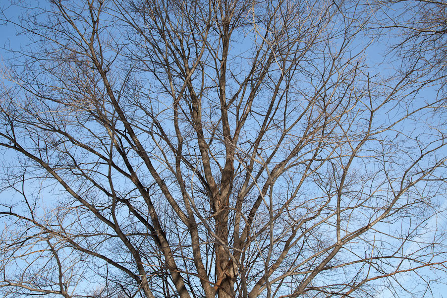 Canon EOS 5D Mark II - EF24-105mm f/4L IS USM