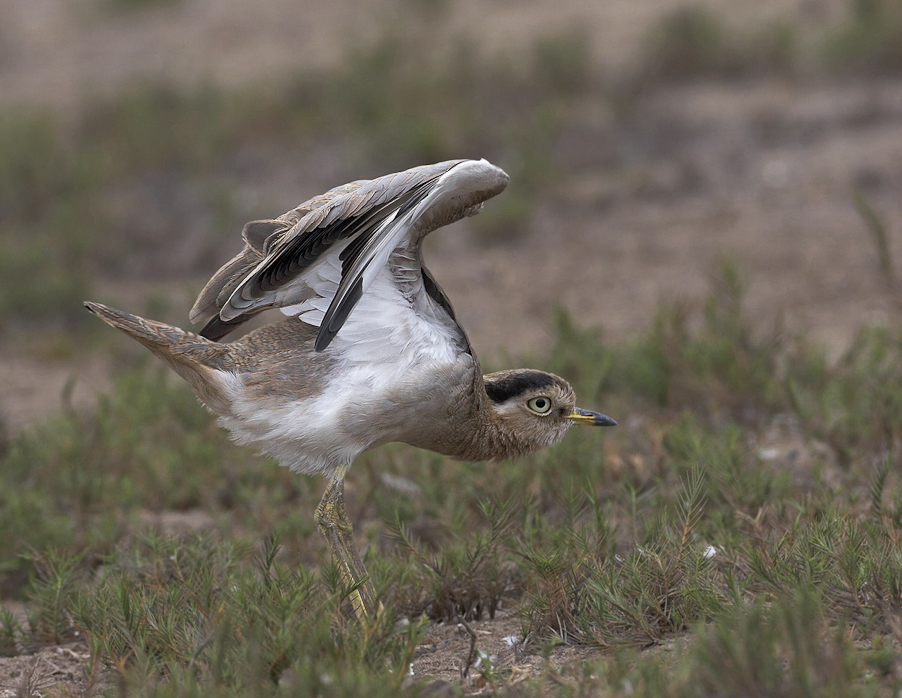 1/250 sec at f / 8.0