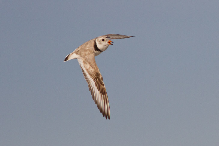 _MG_9371