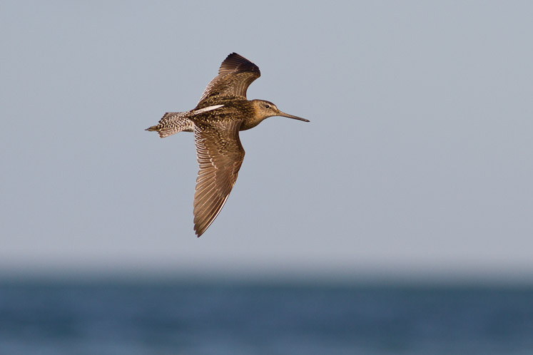 _MG_1883