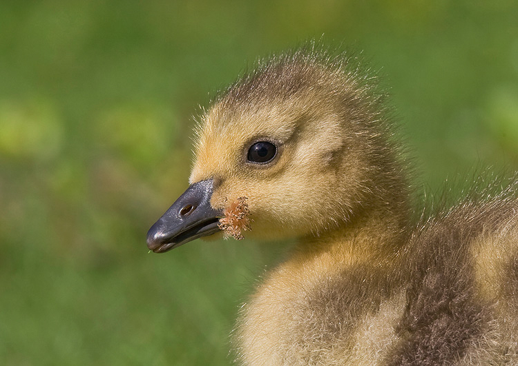 cgoose12