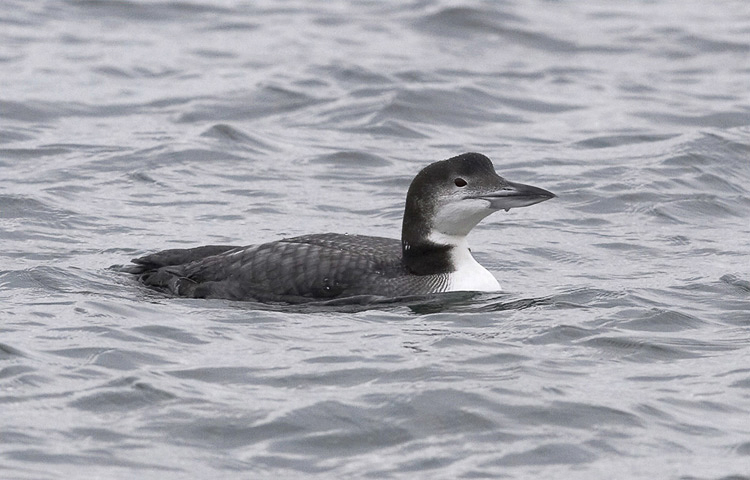 loon02