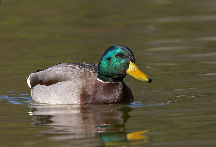 mallard05