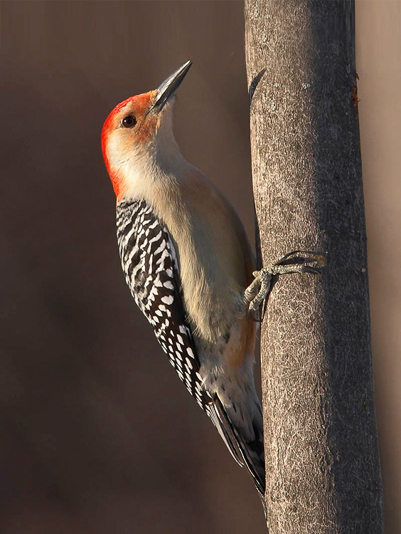 rbwoodpecker