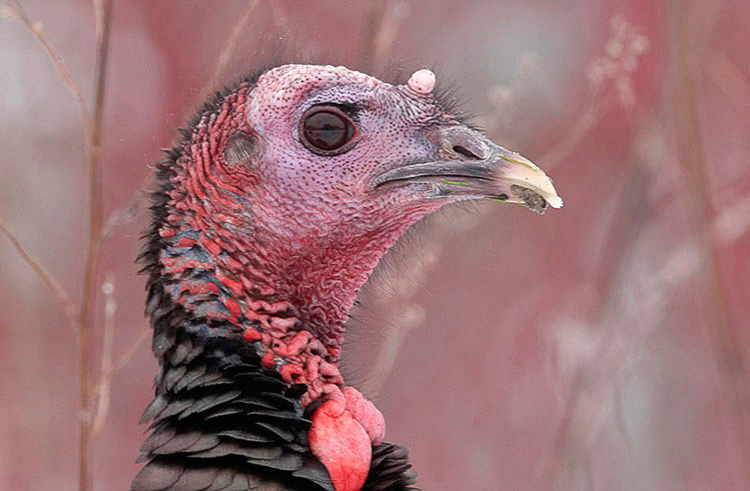 turkey02
