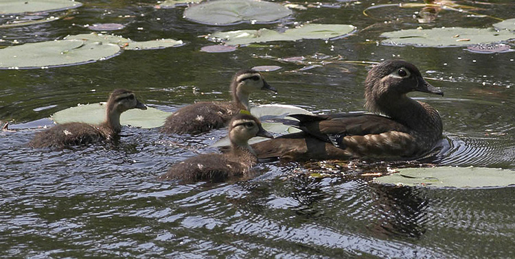 woodduck01
