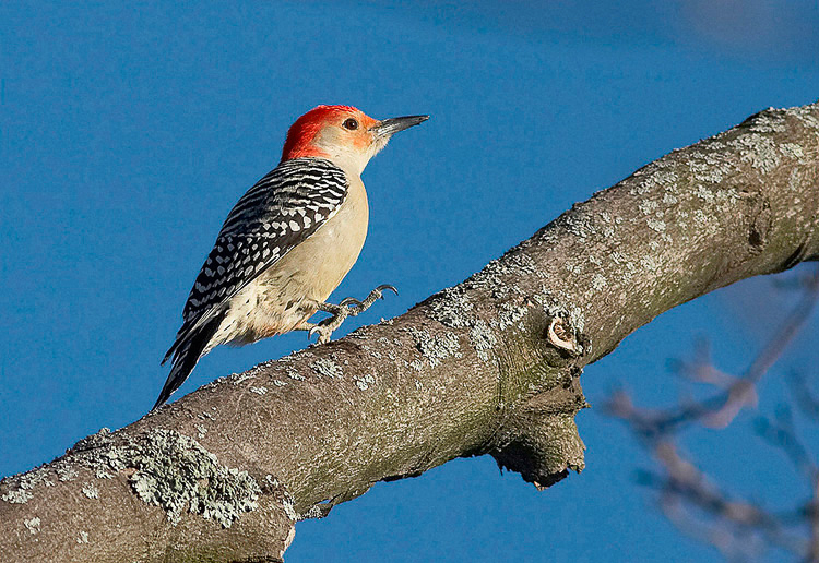 woodpecker08