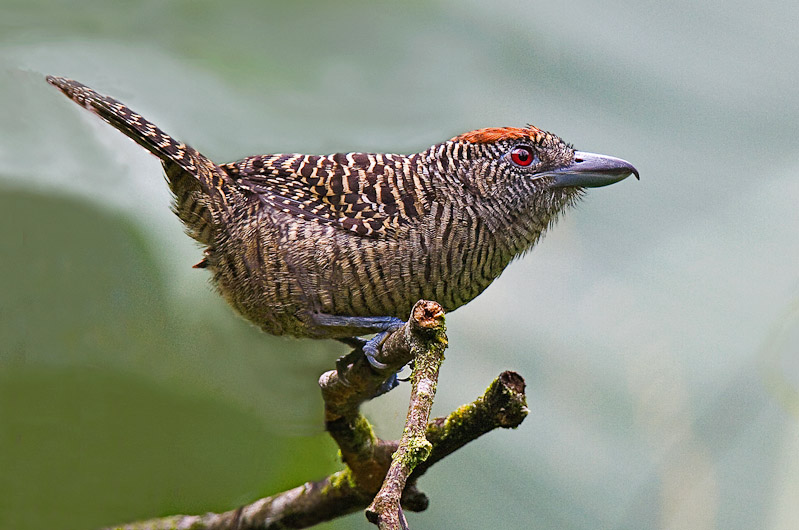 fasciatedantshrike2