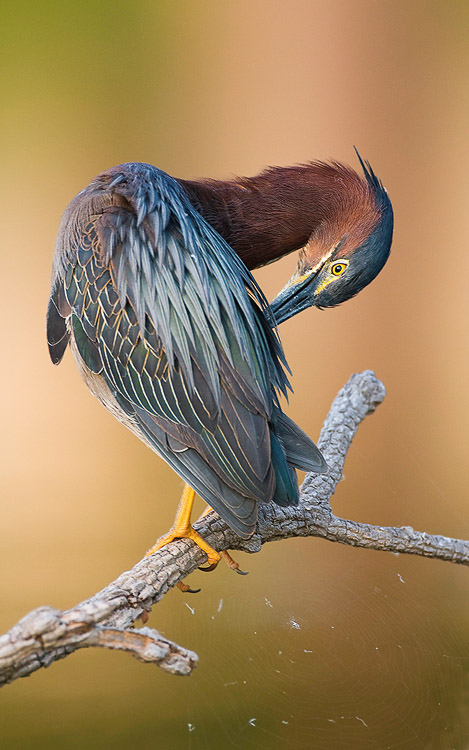 greenheron32