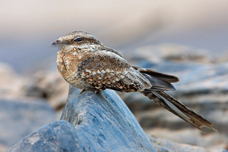 laddertailednightjar5