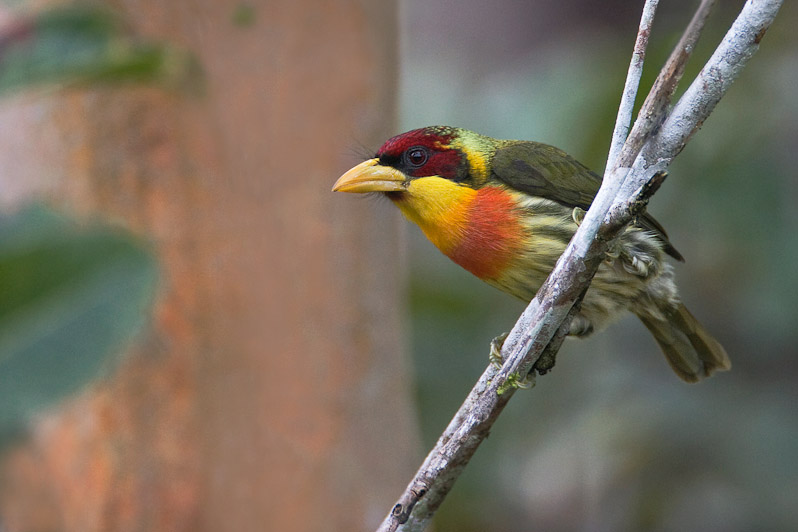 lemonthroatedbarbet