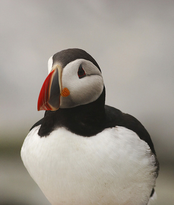 puffin12