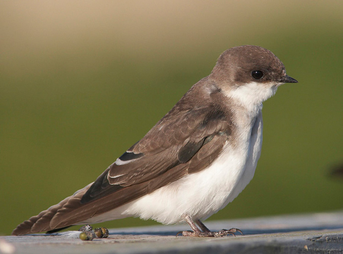 swallow07