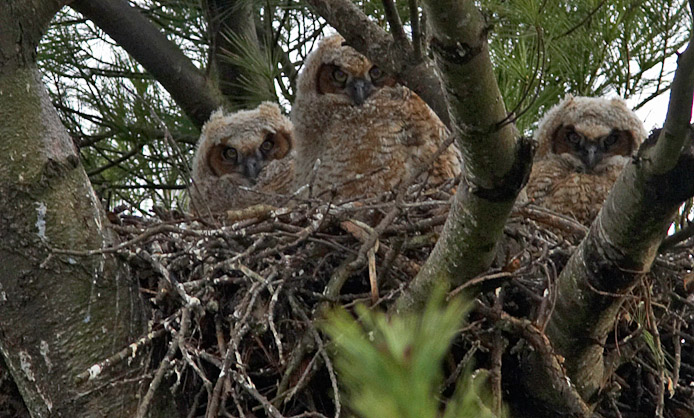 20060413Canon_EOS_20DIMG_5362 copy