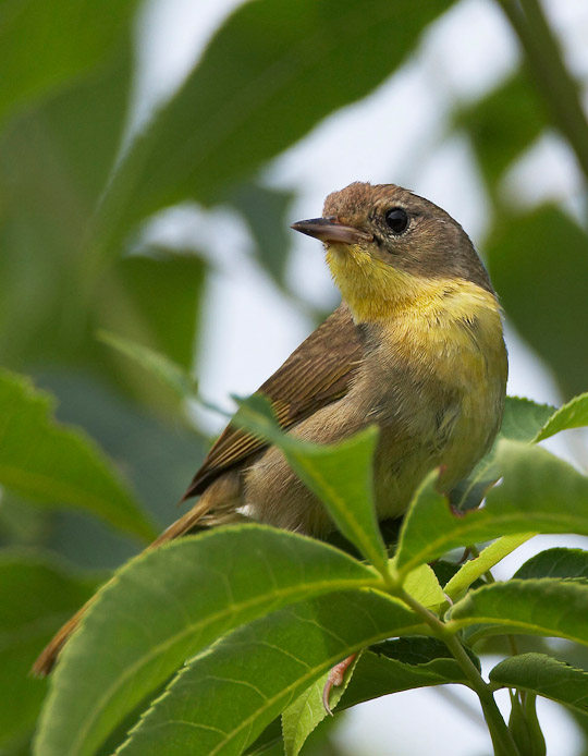 20060630Canon_EOS_20DIMG_2502