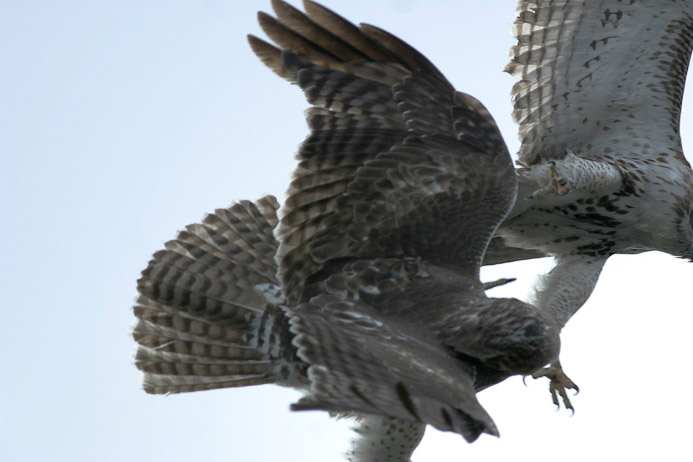 2hawks