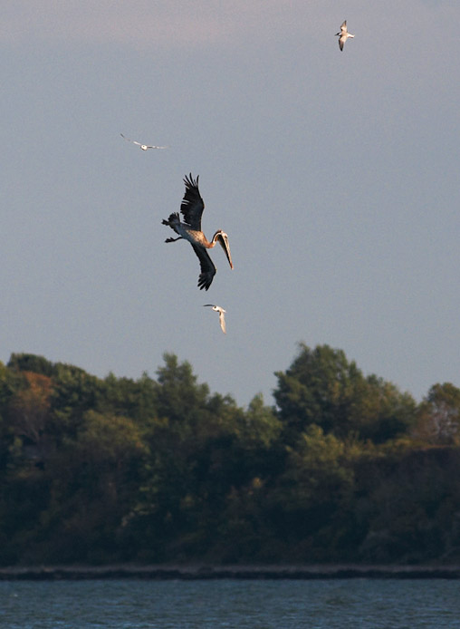 bpelican2