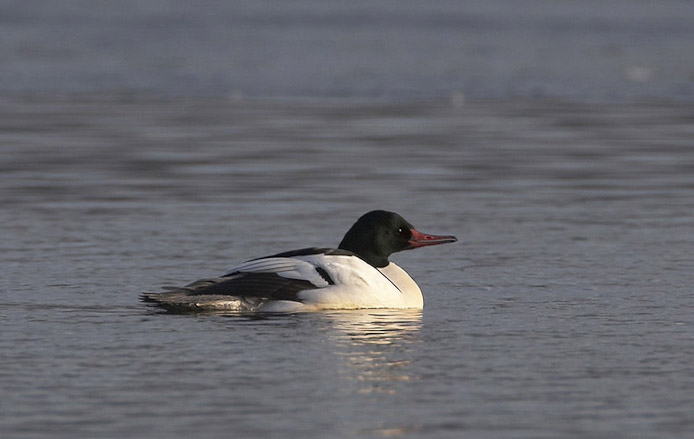 merganser04