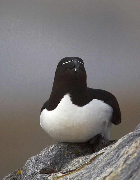razorbill06