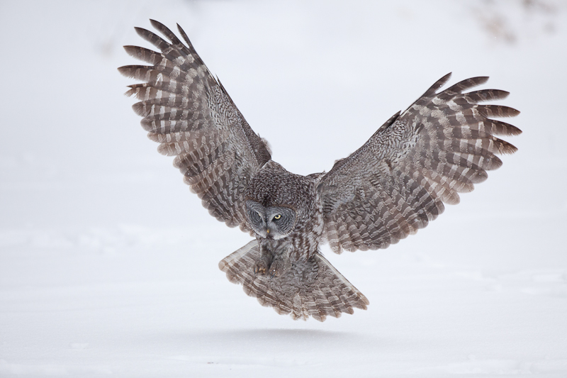 1/1250 sec at f / 3.5