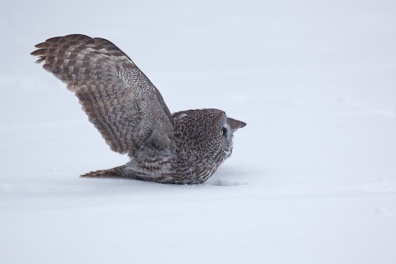 1/1250 sec at f / 3.5