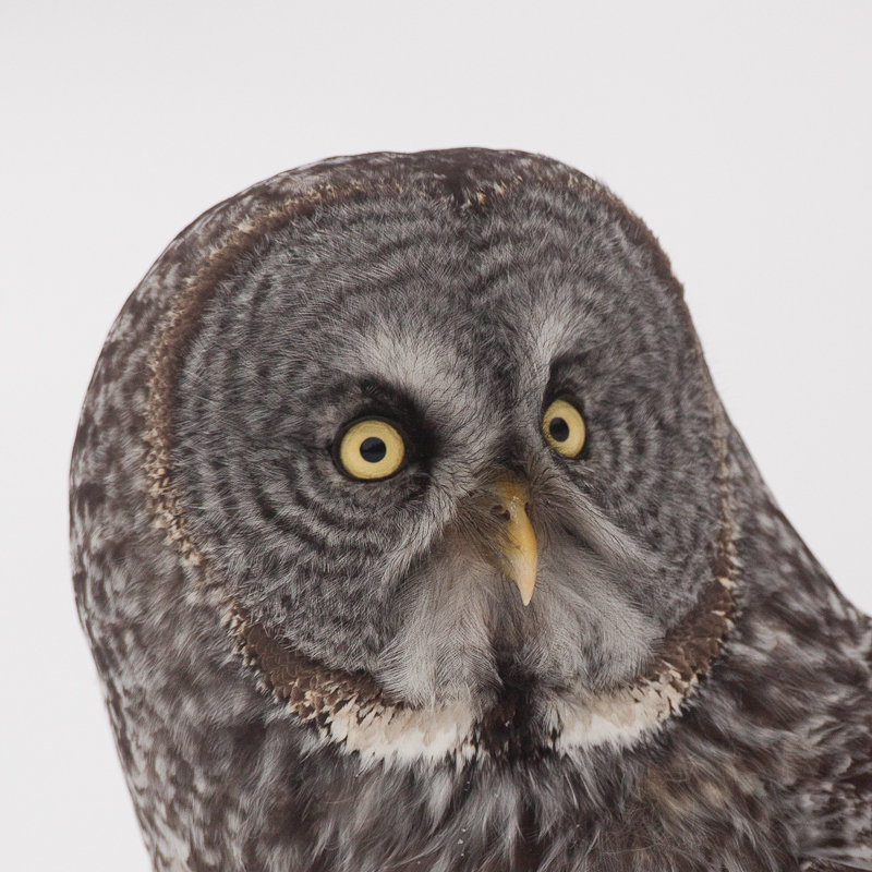 1/2500 sec at f / 5.0