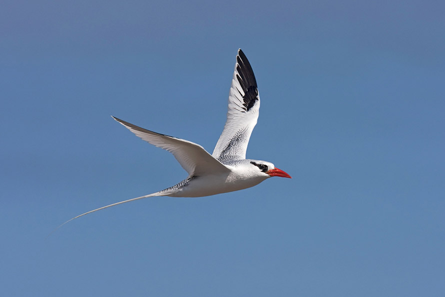 tropicbird10