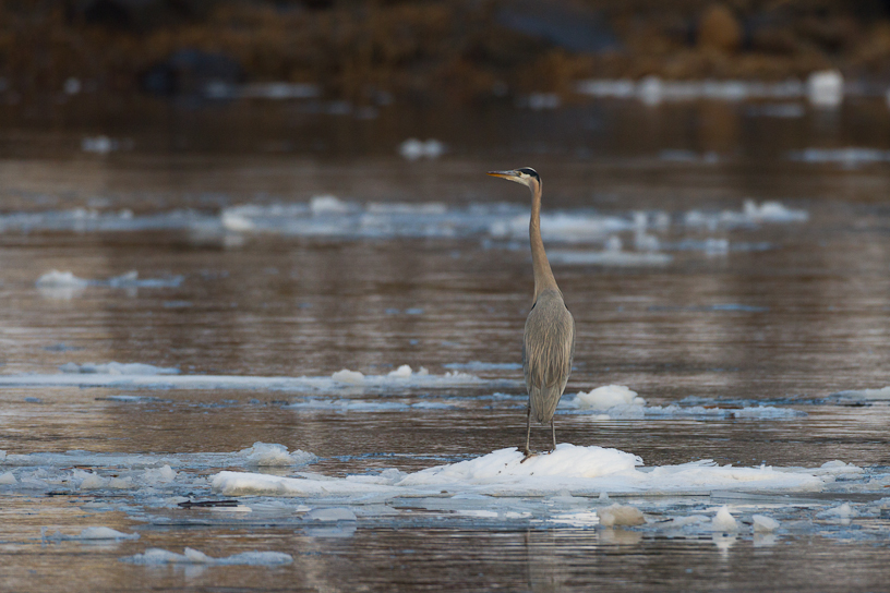 1/500 sec at f / 4.5