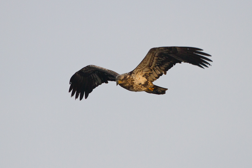 1/1250 sec at f / 4.5