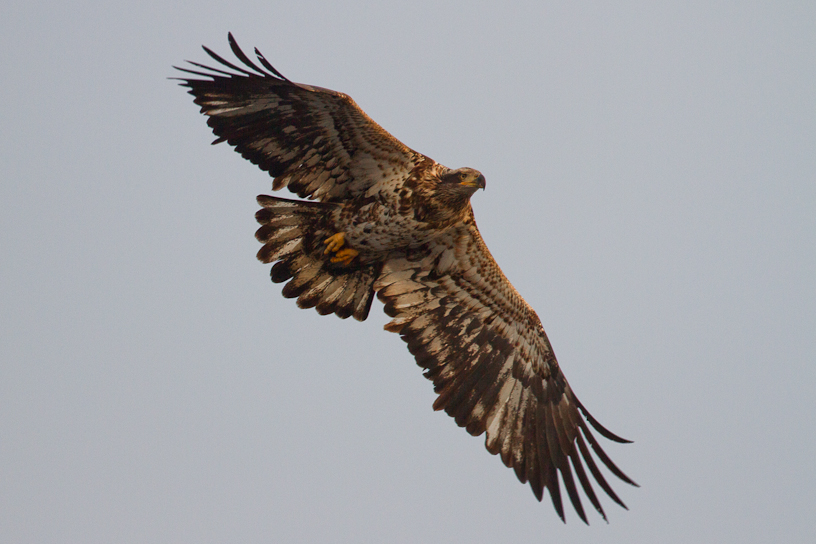 1/1600 sec at f / 4.5
