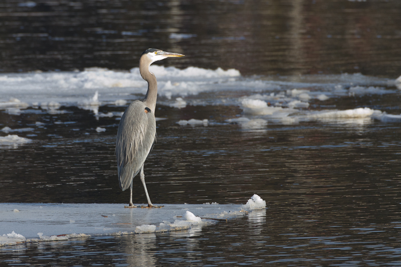 1/500 sec at f / 7.1