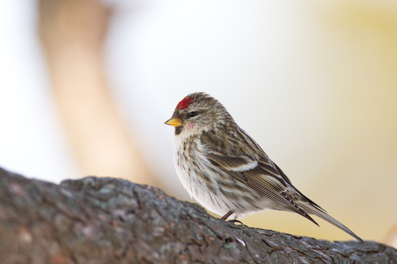 1/800 sec at f / 4.5