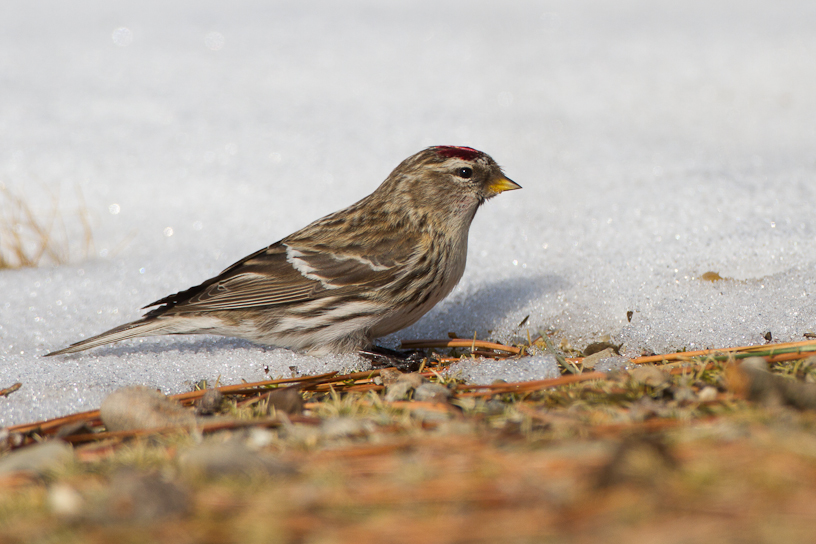 1/2500 sec at f / 5.0