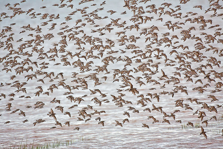 14 semipalmatedsandpiper1