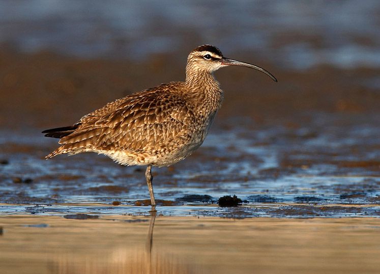 16 whimbrel09