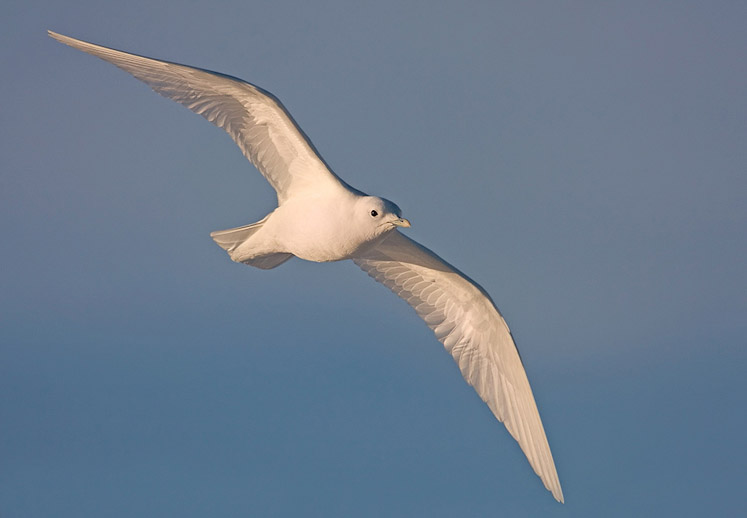 20 ivorygull17
